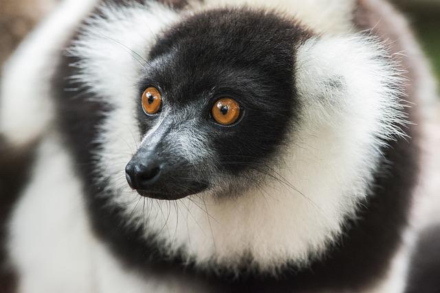 Faire un voyage à Madagascar